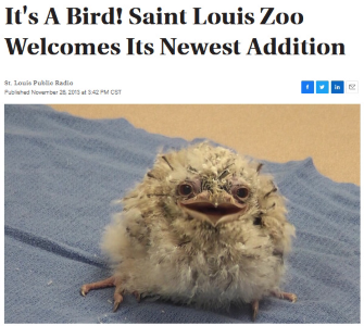 It’s a Bird!